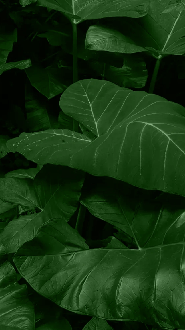 GREEN Background 3